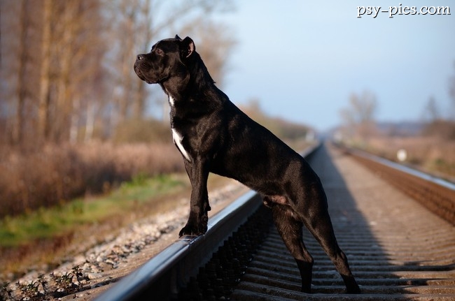 Cane corso
