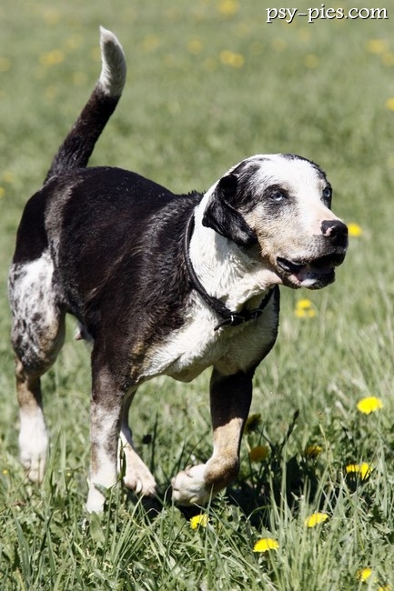 Catahoula leopard dog