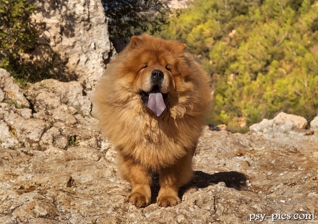 Chow chow