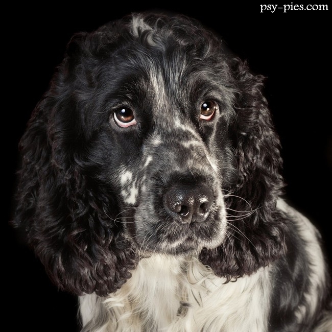 Cocker spaniel angielski