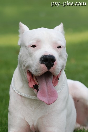 Dog argentyński
