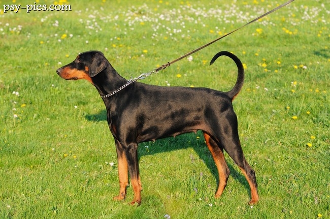 Doberman