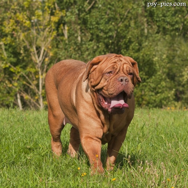 Dog de Bordeaux