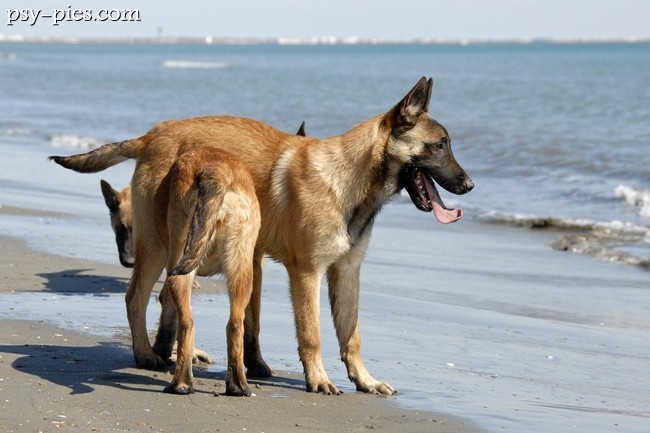Owczarek belgijski malinois w czasie treningu