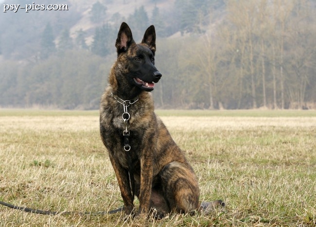 Malinois odpoczywający na trawie