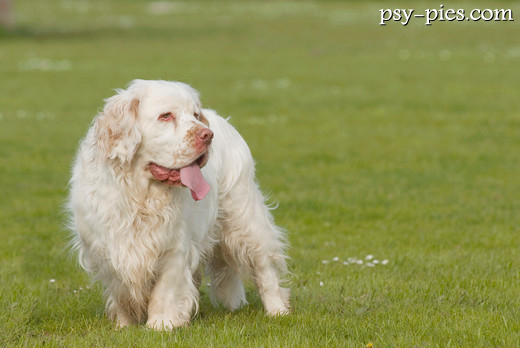 Clumber spaniel