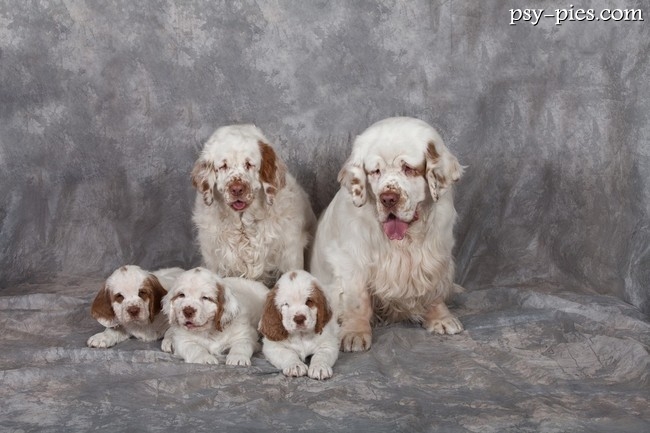 Clumber spaniel