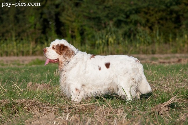 Clumber spaniel