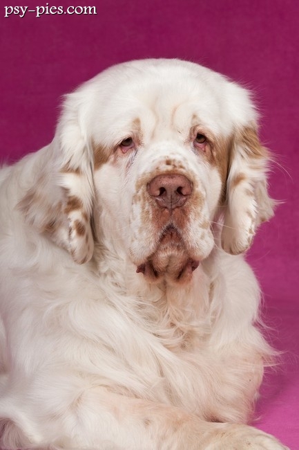 Clumber spaniel