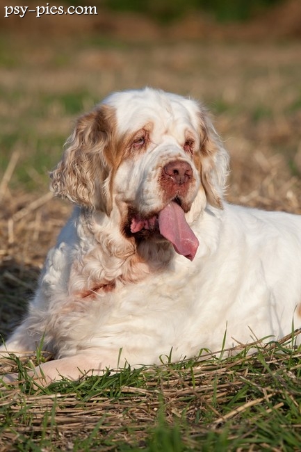 Clumber spaniel
