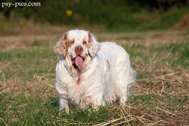 Clumber spaniel