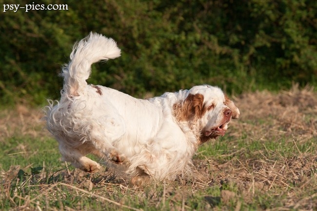 Clumber spaniel