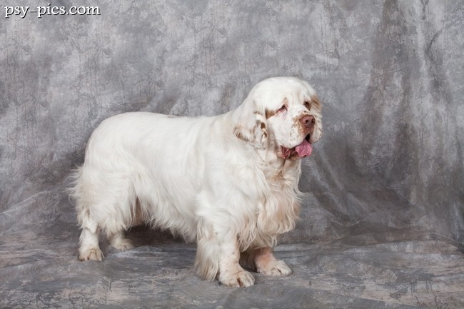 Clumber spaniel