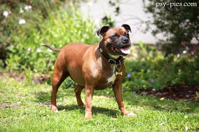 Staffordshire Bull Terrier