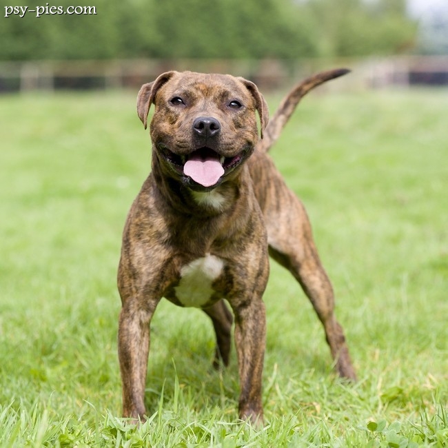 Staffordshire Bull Terrier