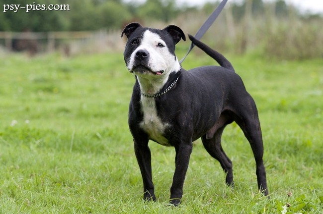 Staffordshire Bull Terrier