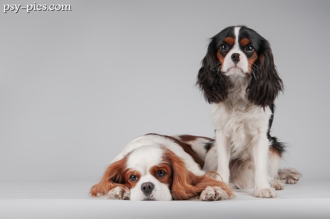 Cavaliery