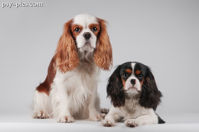 Cavaliery
