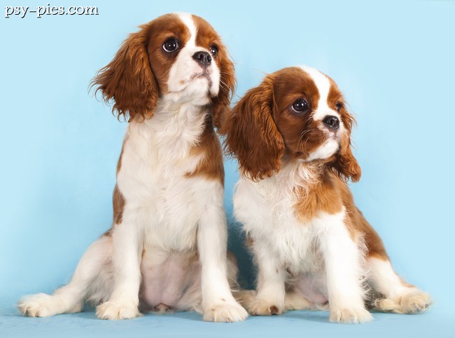 Cavaliery