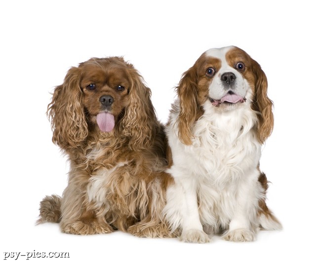 Cavaliery