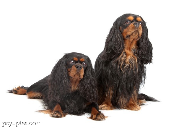 Cavaliery