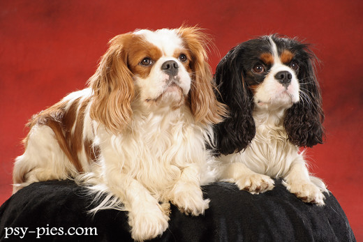 Cavaliery