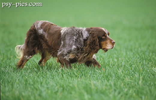 Spaniel pikardyjski podczas pracy w polu