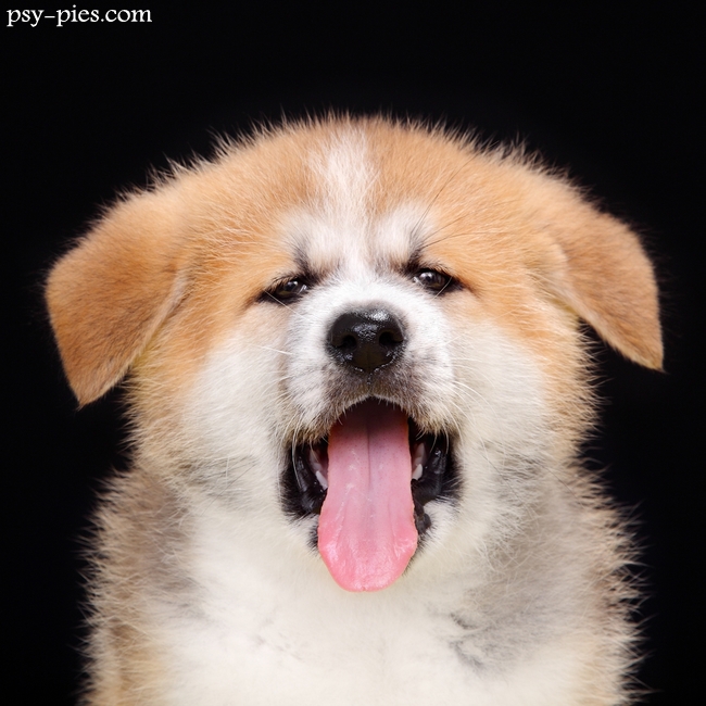 Shiba inu, japońska rasa, imię w stylu japońskim