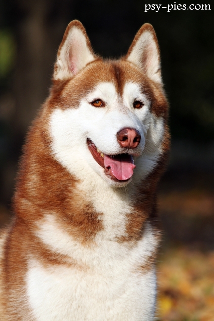 Siberian husky, inspiracja do imion związanych z północą
