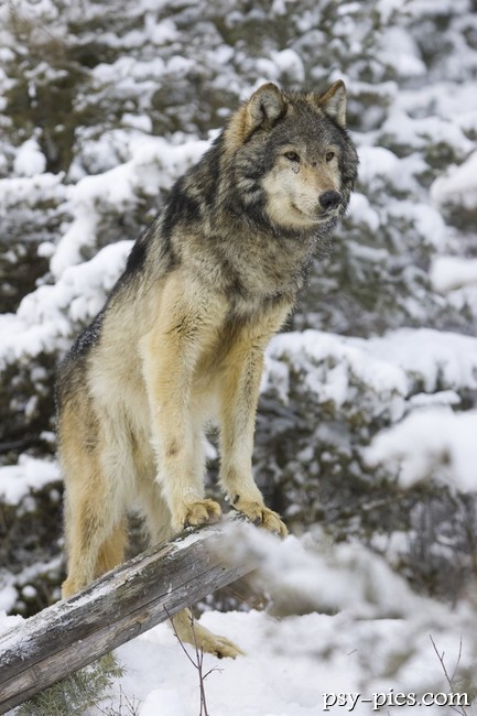 Wilk (Canis lapus)