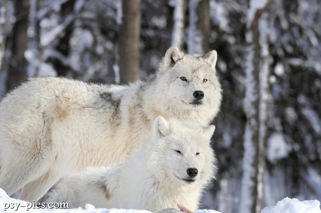 Wilk polarny (Canis lupus arctos)