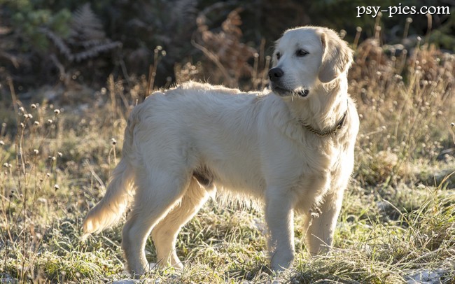 Golden retriever