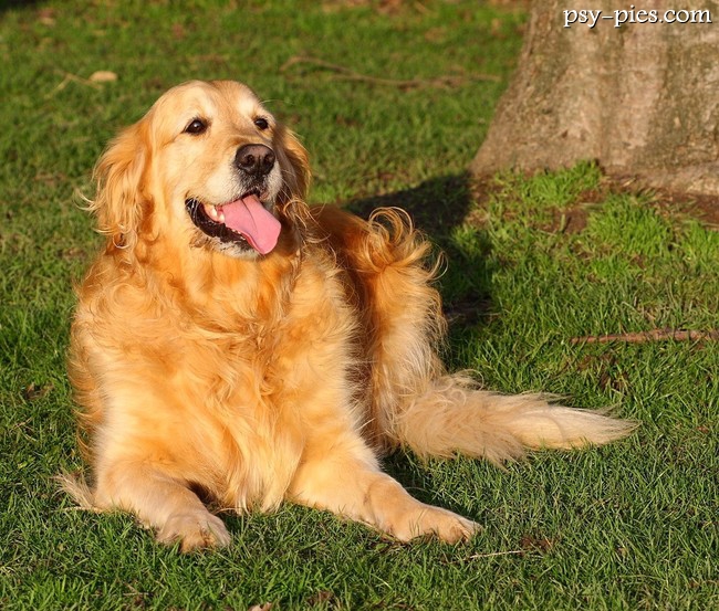 Golden retriever