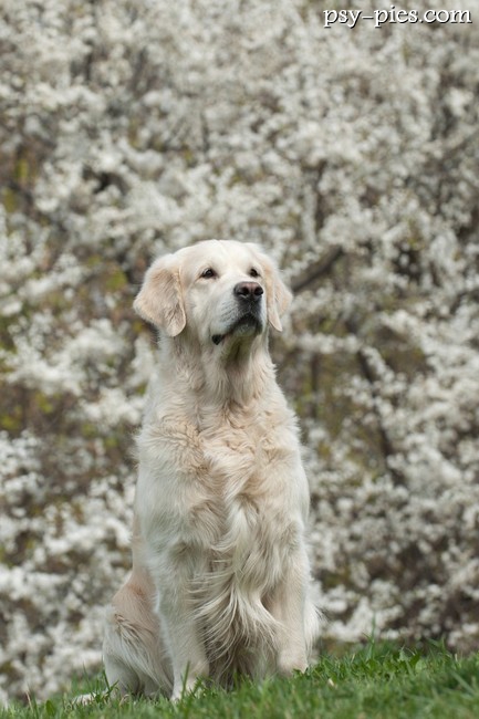 Golden retriever