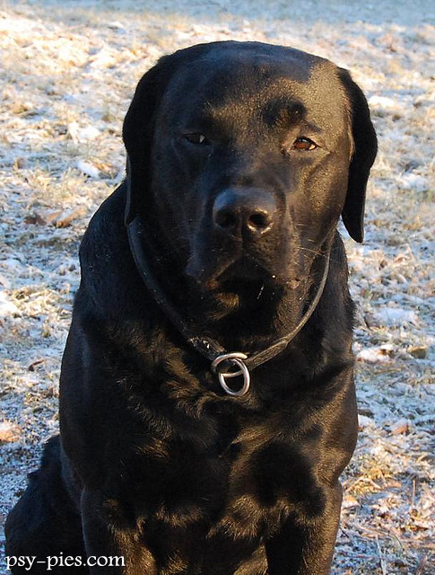Pielęgnacja labradora, czesanie krótkiej sierści retrievera