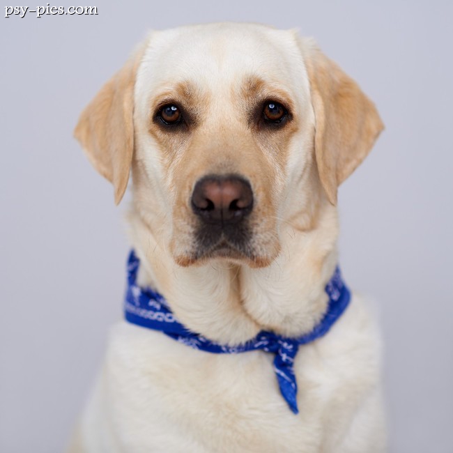 Kontrola uszu labradora retrievera po kąpieli w jeziorze