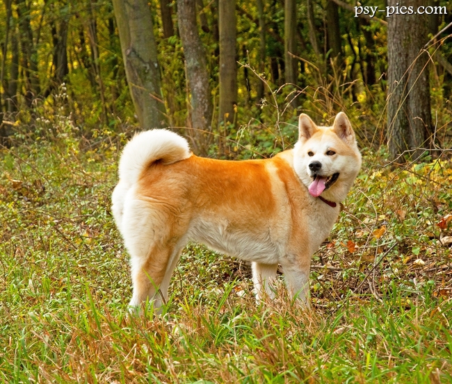Akita inu