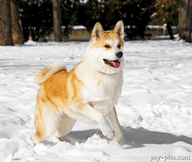 Akita inu