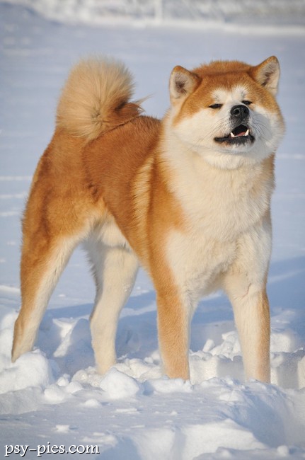 Akita inu