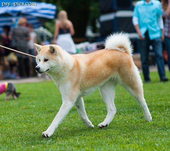 Akita inu
