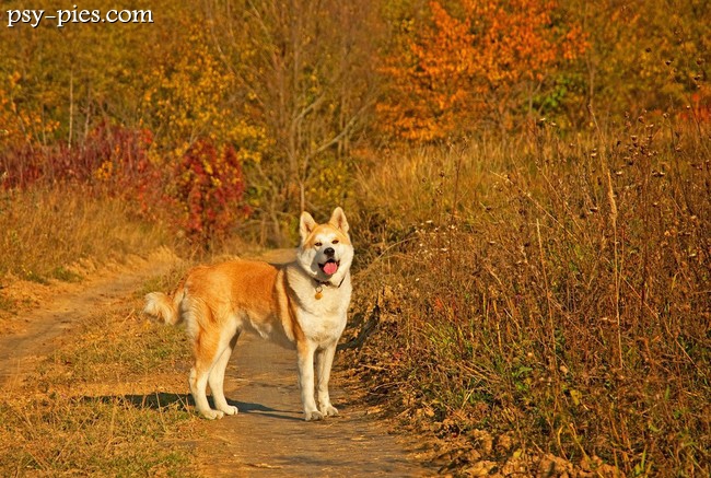 Akita inu