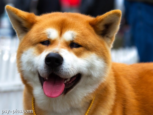 Akita inu