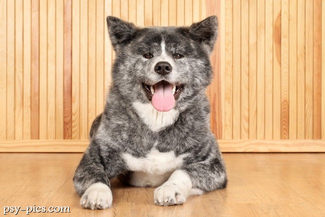 Akita inu