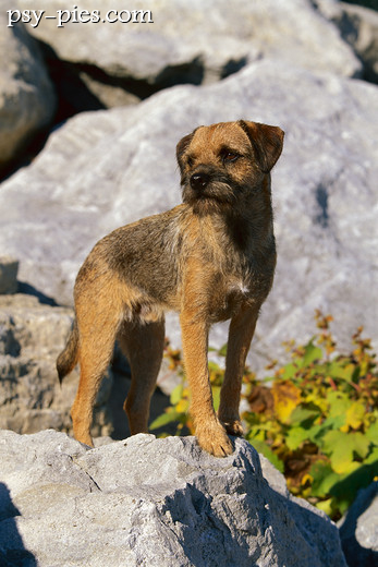 Border Terrier