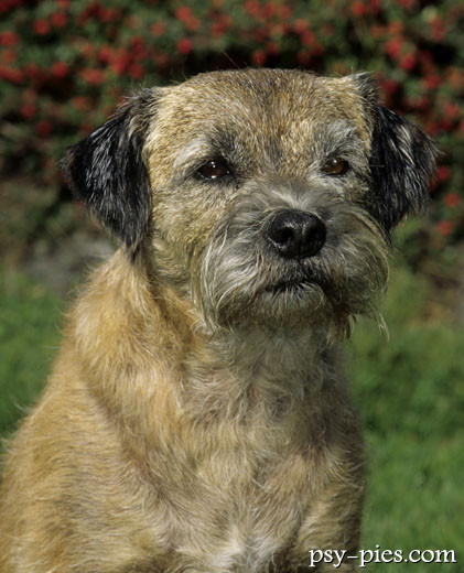 Border Terrier