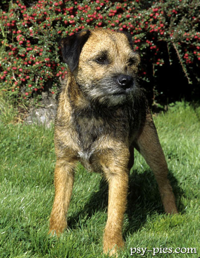 Border Terrier