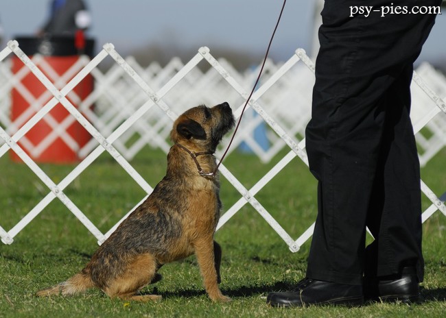 Border Terrier