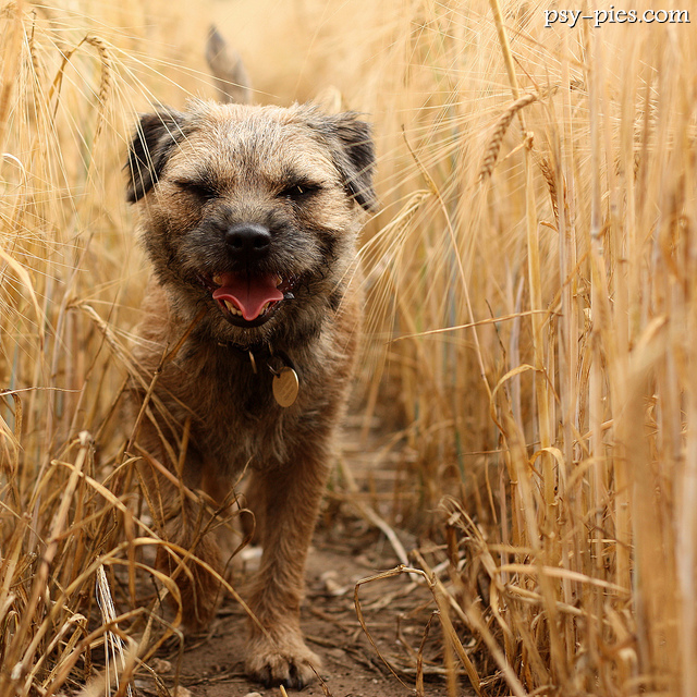 Border Terrier