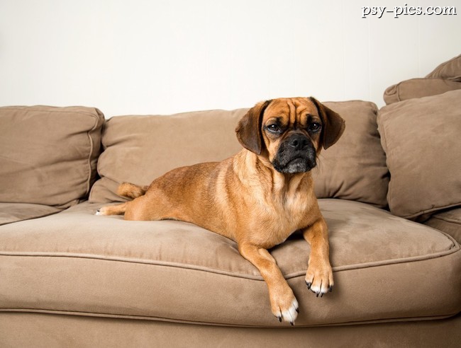 Pies Puggle