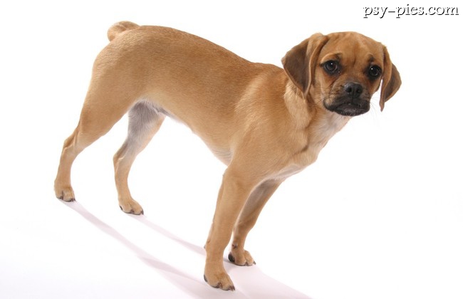 Pies Puggle
